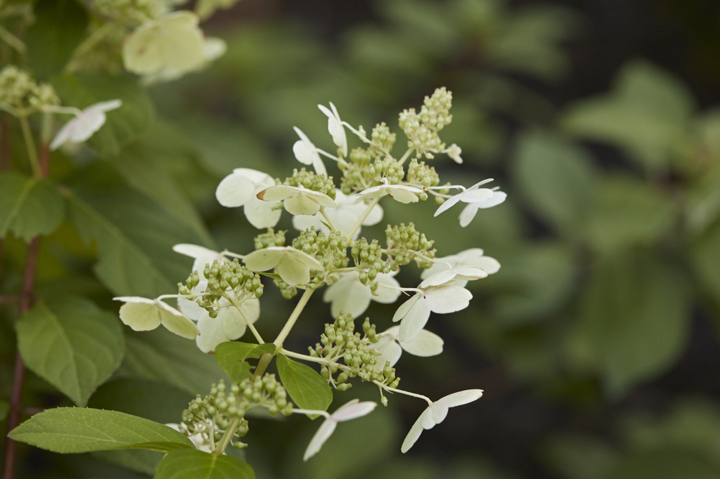 Zoomed in Flower Photo