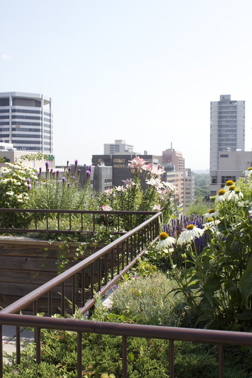 Rooftop view of the city of toronto with maintained gardens and iron railings