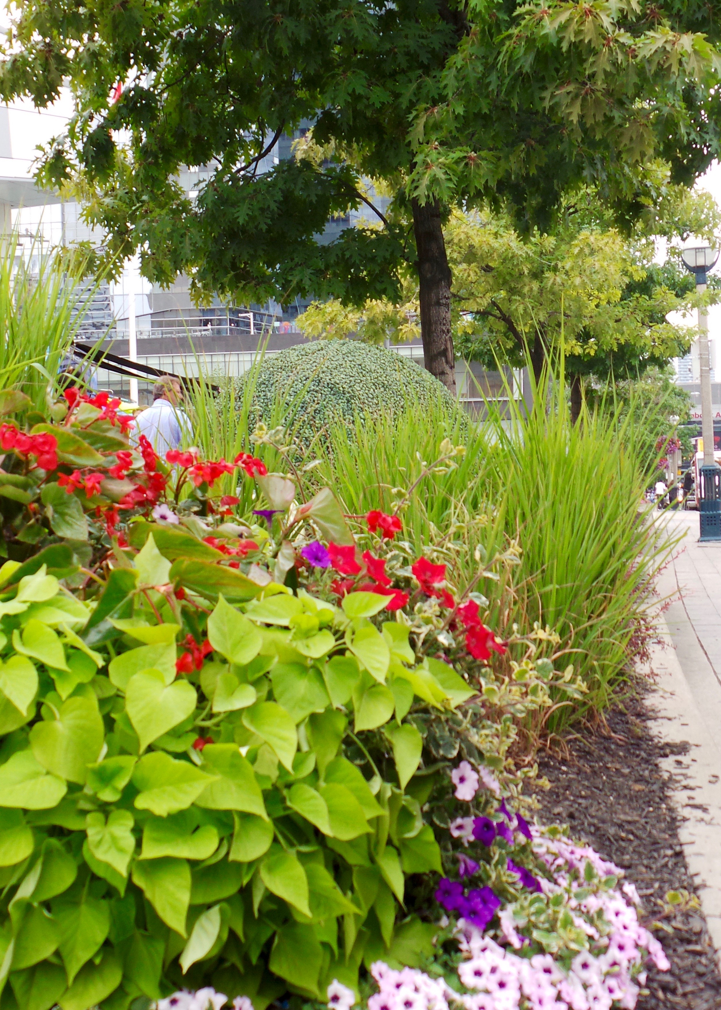 Hostas and other Perennials 